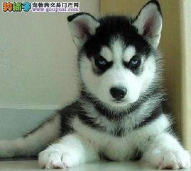 哈士奇瞪眼图片,眼神犀利如狼