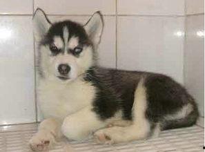 哈士奇瞪眼图片,眼神犀利如狼