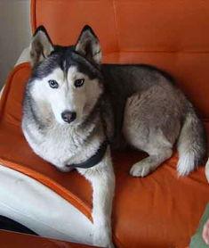 哈士奇瞪眼图片,眼神犀利如狼