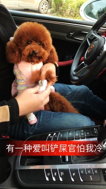 网红直播小豆豆,网红带货新势力崛起