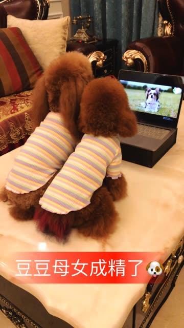 网红直播小豆豆,网红带货新势力崛起