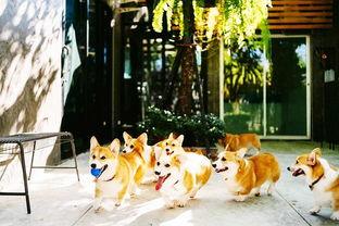 泰国网红狗图片大全,萌态可掬的治愈系萌宠大盘点